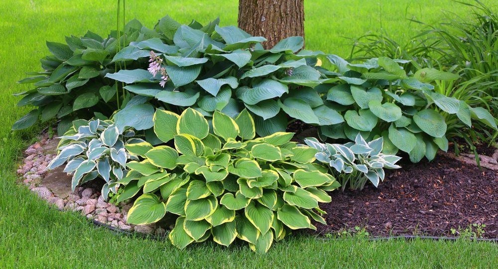 How to Care for Hostas