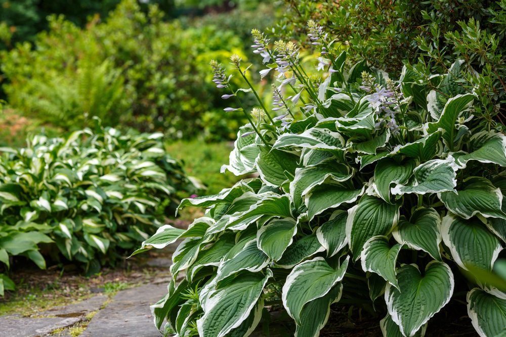 luscious blooming hosta plant