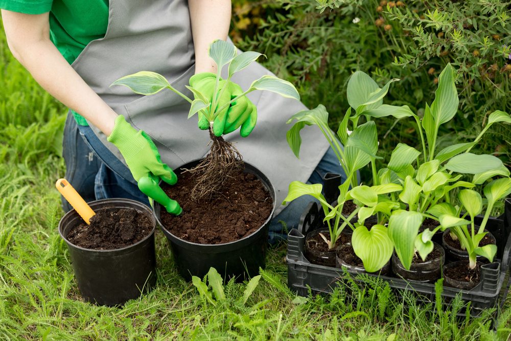 gardener potting hostas