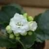 Kalanchoe, 6" Pot - Image 3