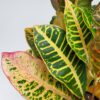 Croton Petra, 6" Pot