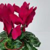 Cyclamen, 6" Pot