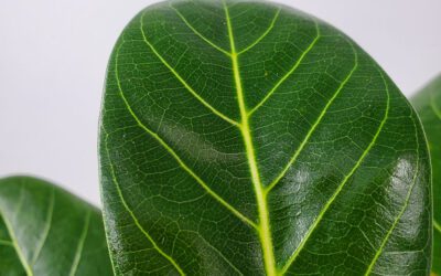 Ficus Audrey, 6″ Pot