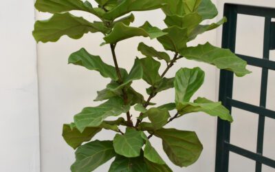 Fiddle Leaf Fig, 10″ Pot