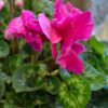 Cyclamen, 6" Pot - Image 2