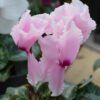 Cyclamen, 6" Pot - Image 3