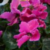 Cyclamen, 6" Pot - Image 4