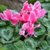Cyclamen, 6" Pot - Image 5