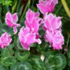 Cyclamen, 6" Pot - Image 6