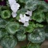 Cyclamen, 6" Pot - Image 7