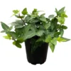 Ivy Houseplant, 6" Pot - Image 2