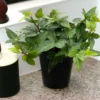 Ivy Houseplant, 6" Pot