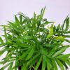 Neanthe Bella Palm, 10" Pot - Image 2