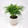 Neanthe Bella Palm, 10" Pot