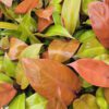Prince of Orange Philodendron - Image 2