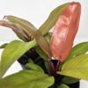 Prince of Orange Philodendron
