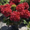 A Cherry-Go-Round Hydrangea with vibrant, rounded clusters of rich cherry-red flowers, set against lush green foliage, creating a bold and eye-catching display throughout the blooming season.
