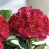 Cherry-Go-Round Hydrangea - Bigleaf Hydrangea - Image 2