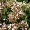 Early Evolution Hydrangea - Panicle Hydrangea - Image 2