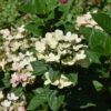 An Early Evolution Hydrangea with compact, cone-shaped flower clusters that emerge creamy white, transition to soft pink, and mature to warm blush tones, set against rich green foliage for a dynamic seasonal display.