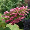Gatsby Gal Hydrangea - Oakleaf Hydrangea - Image 2