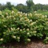 A Gatsby Gal Hydrangea with compact, cone-shaped clusters of pure white flowers that gradually fade to soft pink, set against deep green, oak-like foliage that turns rich burgundy in fall, offering a charming and elegant garden display.