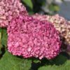 Invincibelle Mini Mauvet Hydrangea - Smooth Hydrangea - Image 2