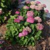 An Invincibelle Mini Mauvette Hydrangea with compact, rounded clusters of rich mauve-purple flowers, set against deep green foliage, adding a vibrant touch to the landscape.