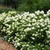 A Limelight Prime Hydrangea tree with cone-shaped clusters of white flowers that transition to soft pink and lime green hues, set against lush green foliage.