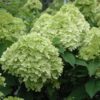 Limelight Prime Hydrangea - Panicle Hydrangea - Image 3