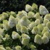 Limelight Prime Hydrangea - Panicle Hydrangea - Image 2
