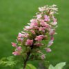 Pee Wee Hydrangea - Oakleaf Hydrangea - Image 2