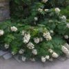 A Pee Wee Oakleaf Hydrangea with compact, cone-shaped clusters of creamy white flowers that gradually transition to soft pink, set against deeply lobed, oak-like green foliage that turns rich burgundy in the fall, offering year-round interest.