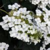Pee Wee Hydrangea - Oakleaf Hydrangea - Image 3