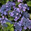 A Pop Star Hydrangea with vibrant, lacecap blooms in shades of electric blue or bright pink, depending on soil acidity, set against compact, deep green foliage, offering a bold and eye-catching garden display.