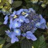 Pop Star Hydrangea - An Endless Summer Variety - Image 2