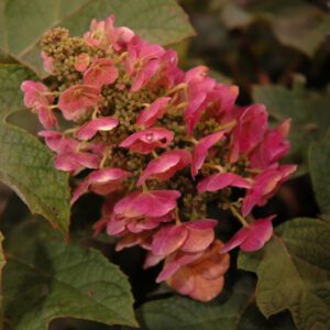 Ruby Slippers Hydrangea