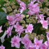 Stargazer Hydrangea - Macrophylla Hydrangea - Image 2