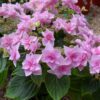 A Stargazer Hydrangea with large, lacecap blooms featuring a striking mix of deep pink and soft white petals, set against lush green foliage, creating a vibrant and eye-catching display.