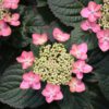 Tuff Stuff Red Hydrangea - Mountain Hydrangea - Image 2