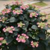 A Tuff Stuff Red Hydrangea with striking lacecap blooms in deep reddish-pink hues, set against dark green foliage, offering a bold yet compact display with excellent reblooming ability.
