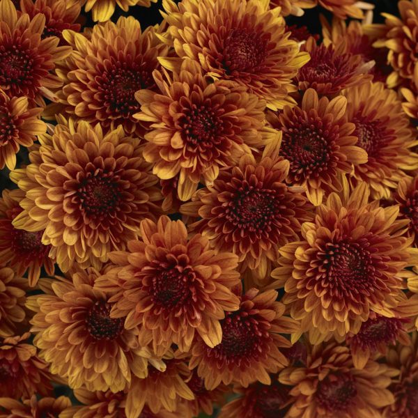 Avalon Orange Mum, 9" - Image 2