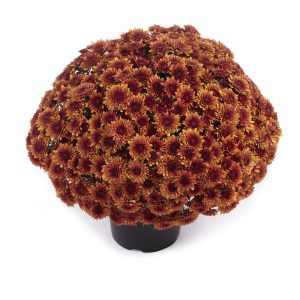 Avalon Orange Mum, 9"