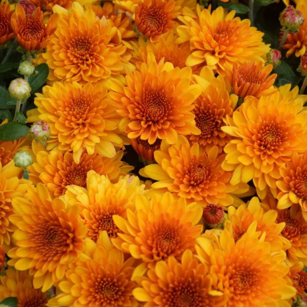 Fireglow Bronze Mum