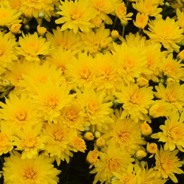 Honeyblush Yellow Mum, 9"