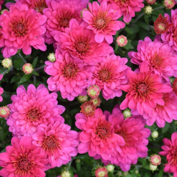 Pink Frenzy Mum, 9"
