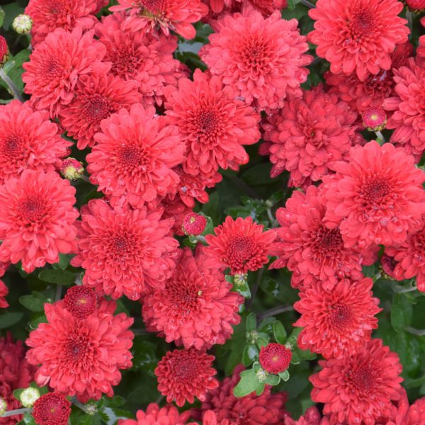 Red Ryder Mum, 9"