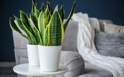 The Benefits of the Snake Plant: A Hardy and Health-Boosting Houseplant