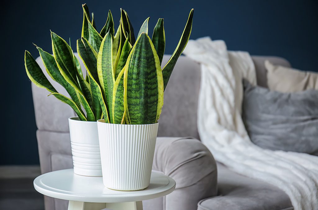 The Benefits of the Snake Plant: A Hardy and Health-Boosting Houseplant