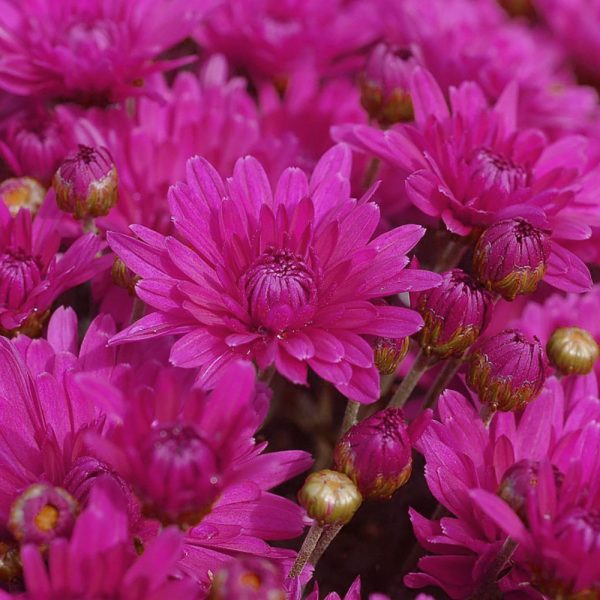 Stellar Purple Mum, 9"